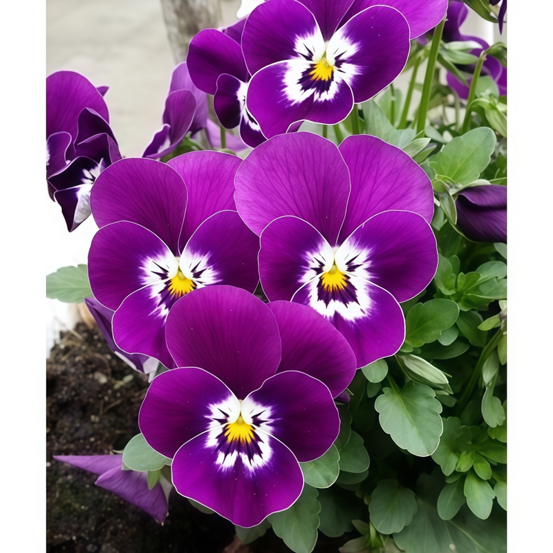 Viola Dark Purple With Spots Seeds up to 50%