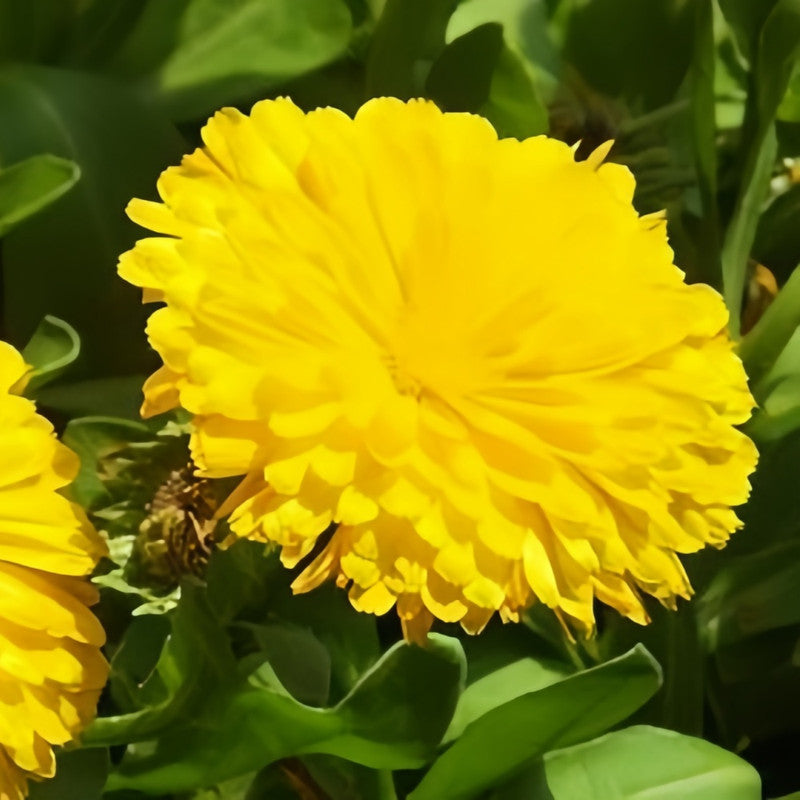 Calendula Seeds - Light Yellow Larger Packet High Germination 2000-10000 Onsaleseeds