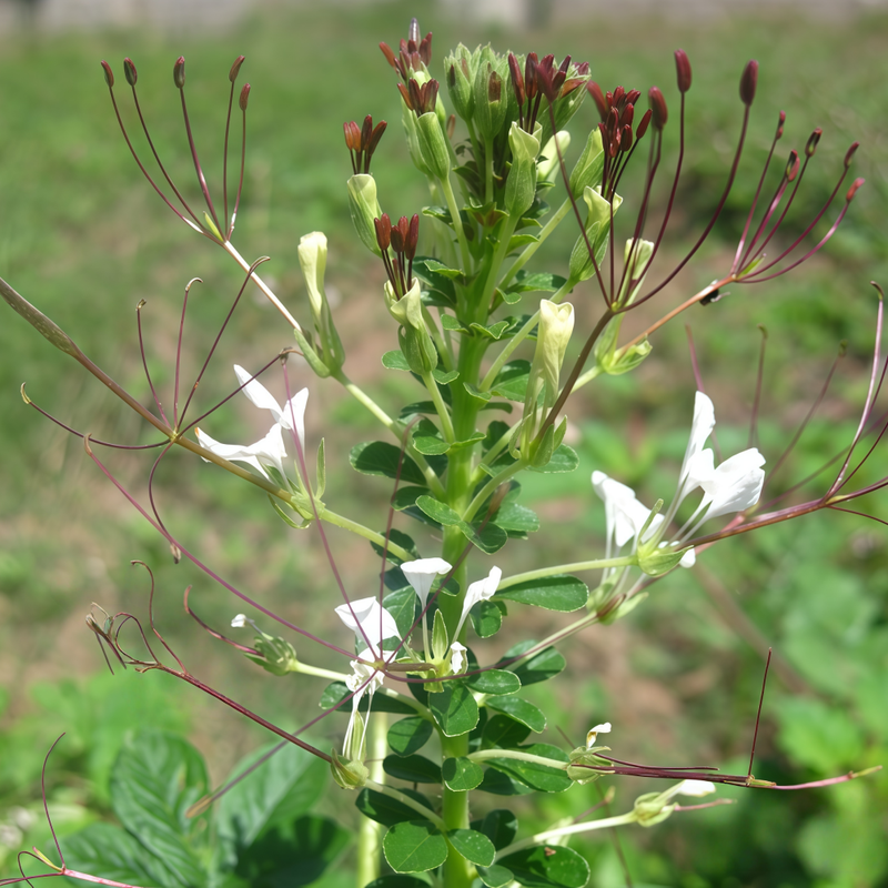 Cleome Gynandra L. Seeds - Larger Packet High Germination 1000-5000 Onsaleseeds