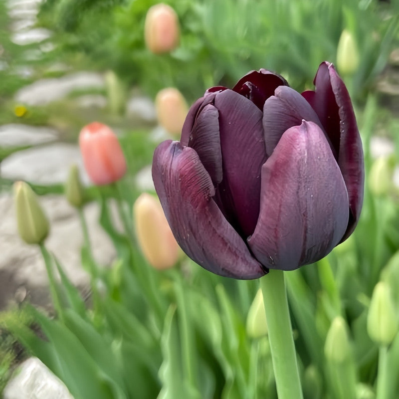 Tulip Bulbs - Queen Of The Night