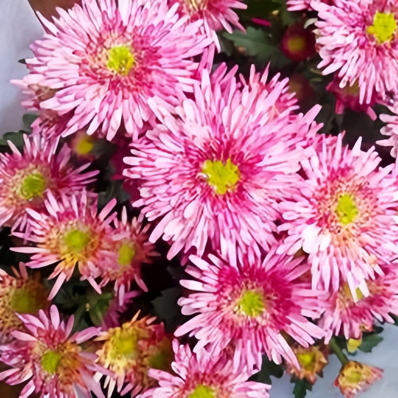China Aster Seeds - Red With White Silk Larger Packet High Germination 800-4000 Onsaleseeds