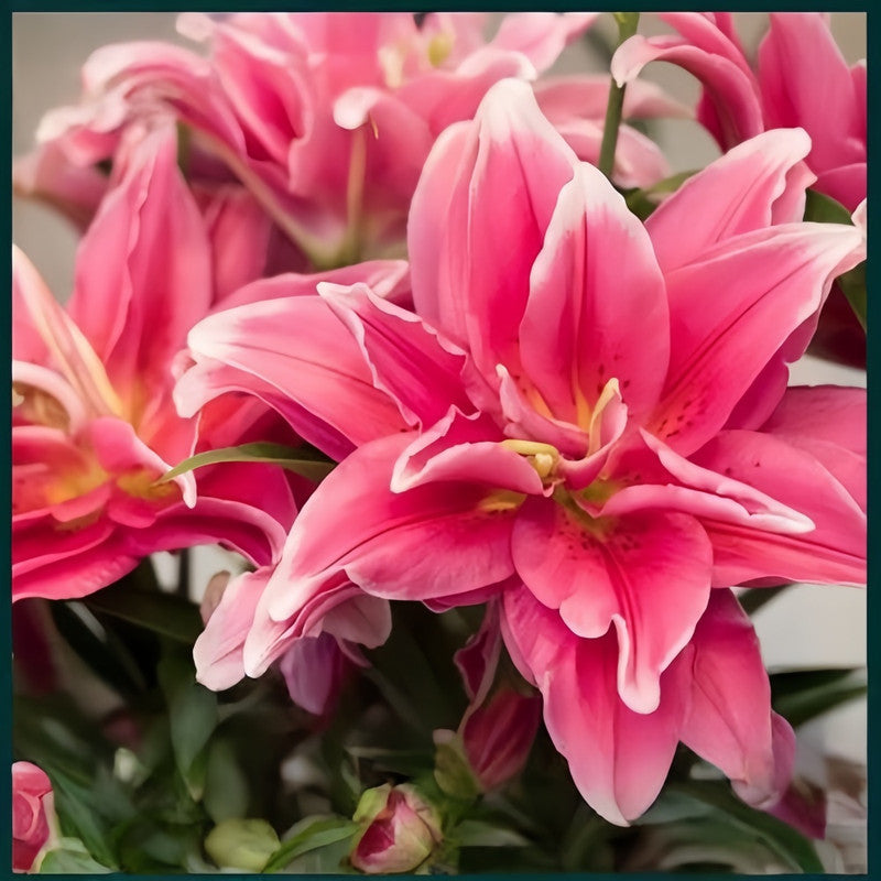 Lily Bulbs - Doria Double