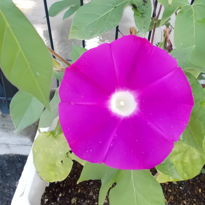 Ipomoea Seeds - Rose Red Larger Packet High Germination 200-5000 Onsaleseeds