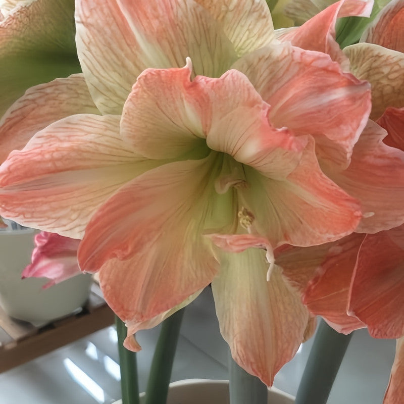 Amaryllis Bulbs - Exotic Fairy