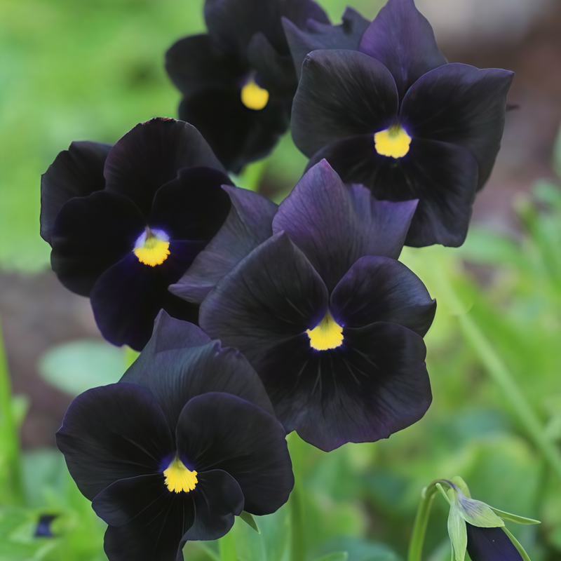 Viola Black Seeds up to 50%
