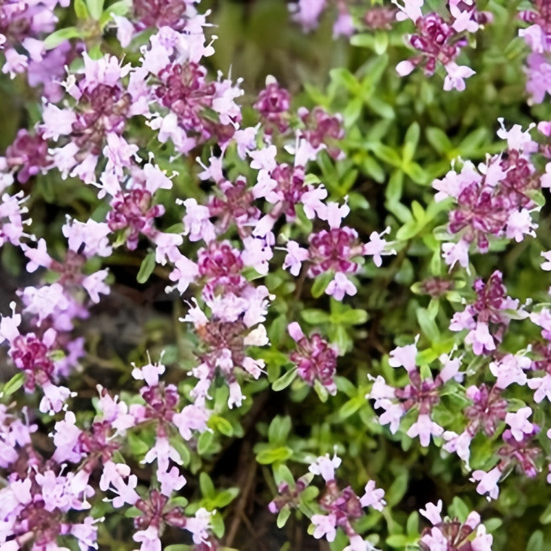 Thymus Mongolicus Pink Seeds up to 50%