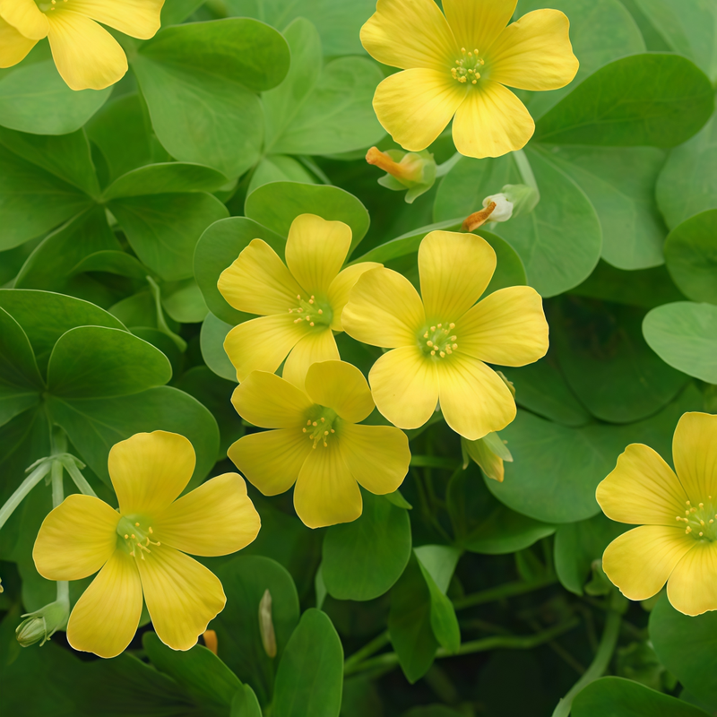 Oxalis Yellow Seeds up to 50%