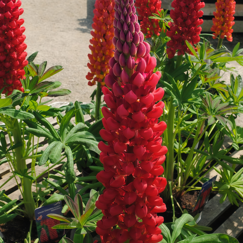 Lupinus Seeds - Red Larger Packet High Germination 450-2200 Onsaleseeds