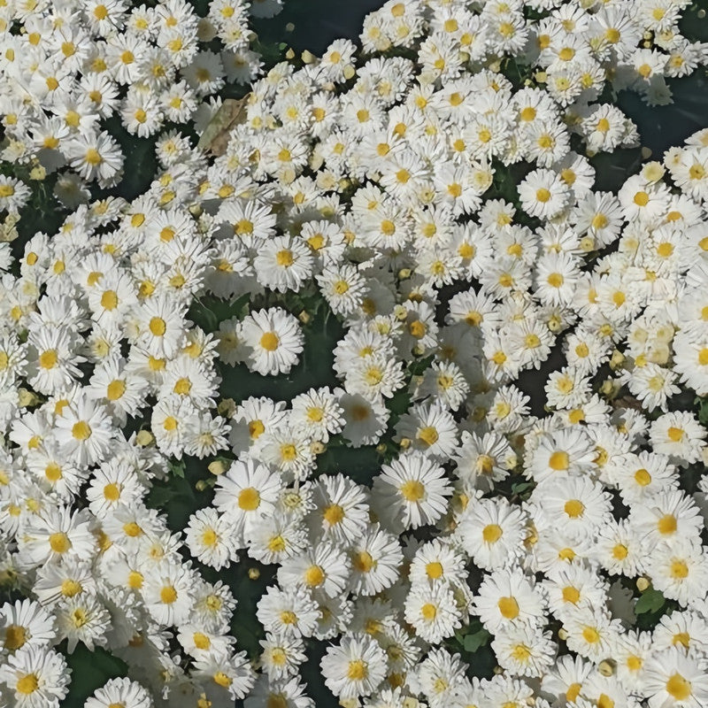 China Aster Seeds - White Dwarf Larger Packet High Germination 1200-5000 Onsaleseeds