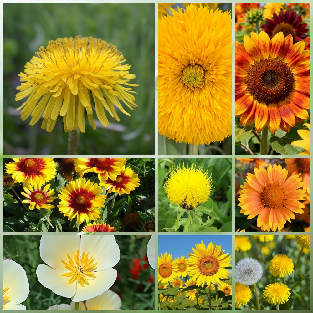 Wildflower Seeds - Yellow Mix Includes African Marigold, Coreopsis, Calendula, etc.