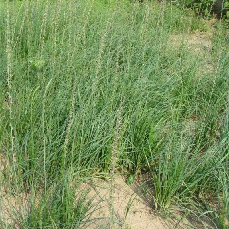 Anemarrhena Asphodeloides Bunge Seeds - Larger Packet High Germination 1000-5000 Onsaleseeds