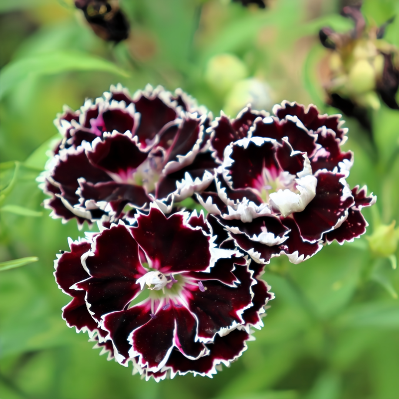 Dianthus Dark Purple Seeds up to 50%