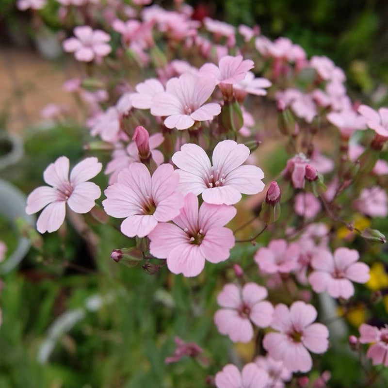 Gypsophila Vaccaria Seeds - Pink Larger Packet High Germination 600-3000 Onsaleseeds