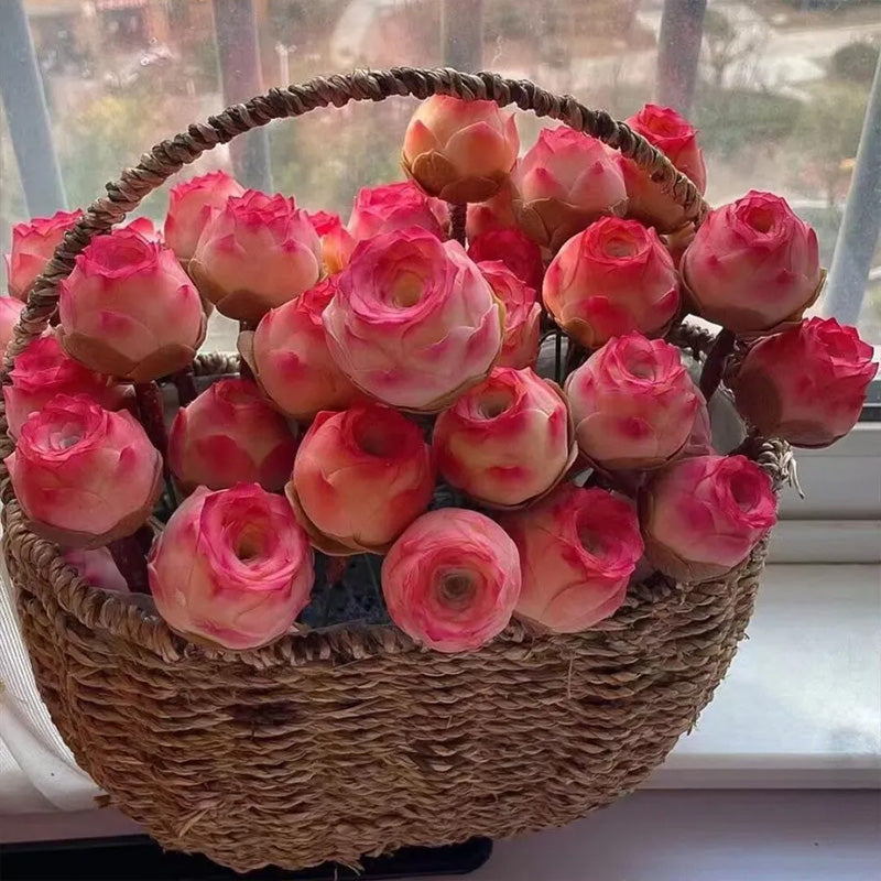 pink succulent rose Mountain Rose Seeds - Pink Succulent Larger Packet High Germination 20