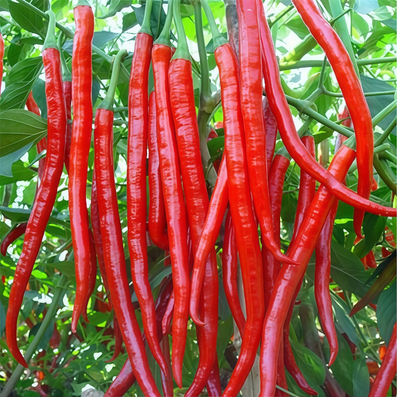 Capsicum Annuum Var. - Conoides Line Corner Red Larger Packet High Germination 200-1000 Onsaleseeds