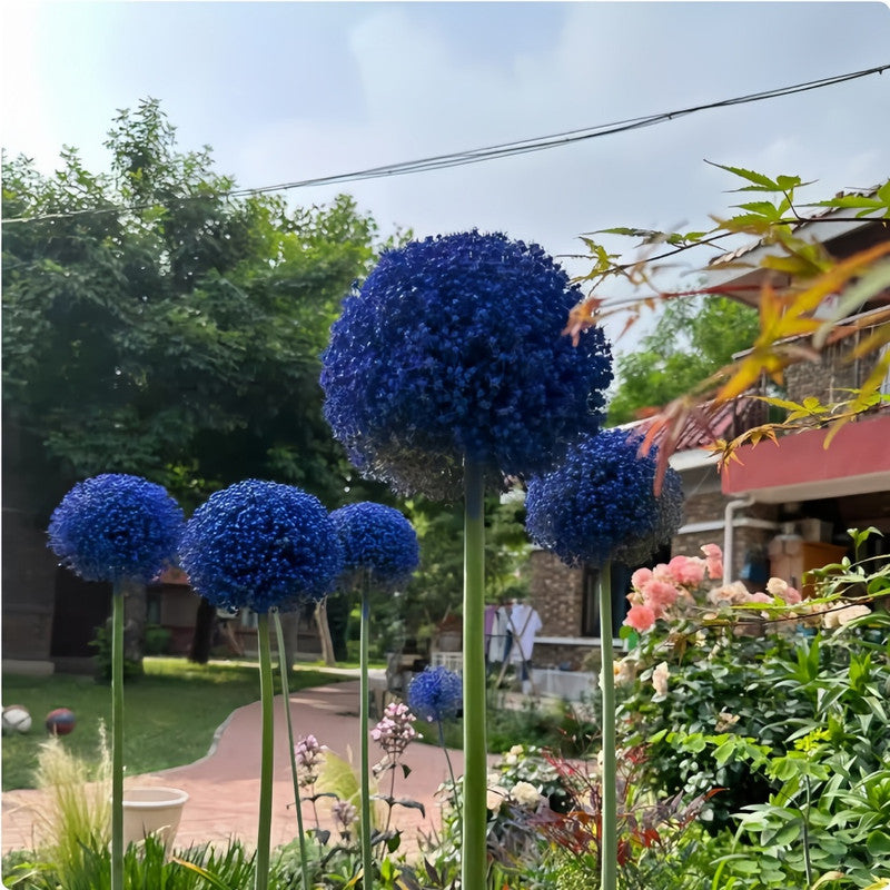 Giant Allium Bulbs - Sunset Dream