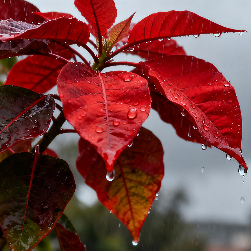 Amaranthus Seeds - Tricolor Larger Packet High Germination 3000-15000 Onsaleseeds