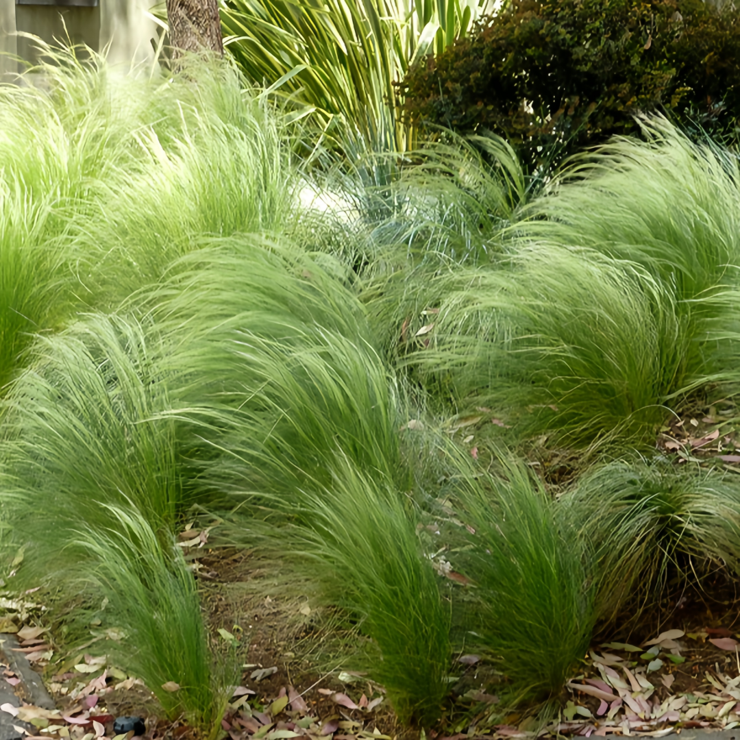 Stipa Tenuissima Seeds - Green Larger Packet High Germination Onsaleseeds