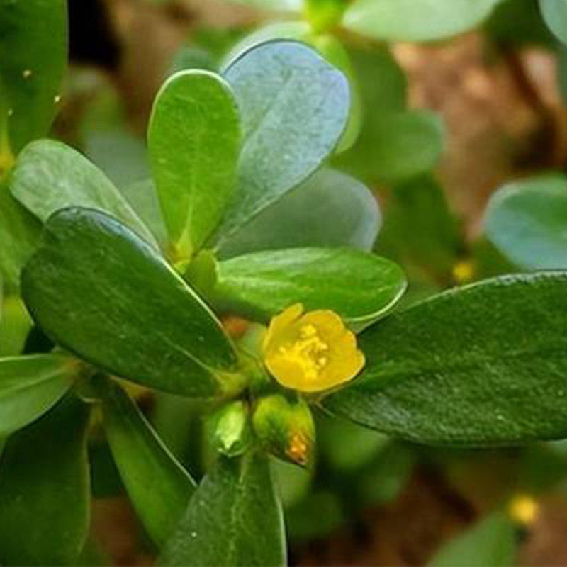 Portulaca Oleracea Seeds - Yellow Larger Packet High Germination 5000-20000 Onsaleseeds