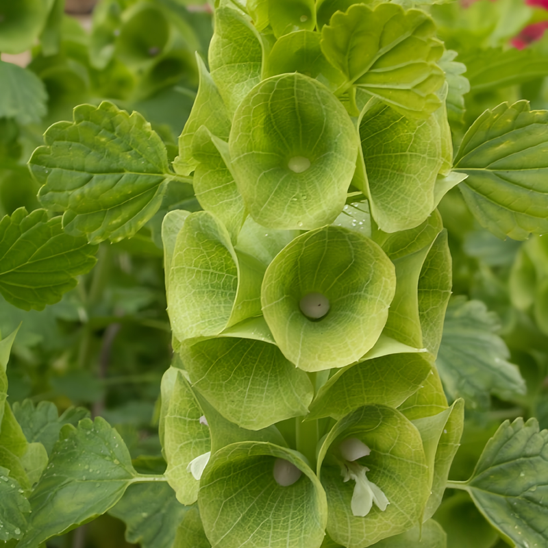Moluccella Laevis Green Sepals Seeds up to 50% Large Pack · 1500-5000 Seeds