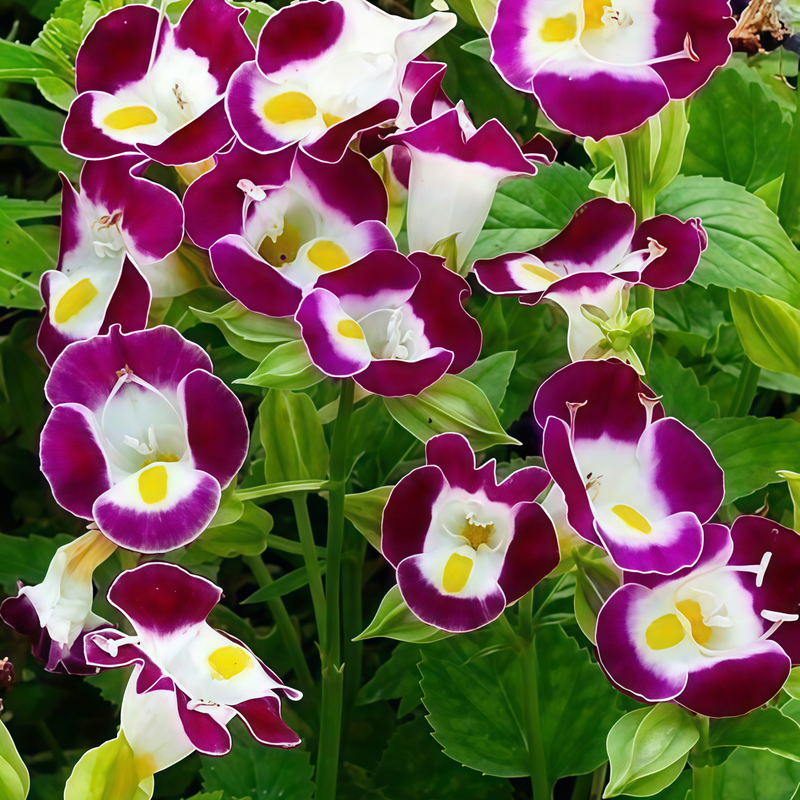 Torenia Fournieri Seeds - Pink Larger Packet High Germination 400-2000 Onsaleseeds