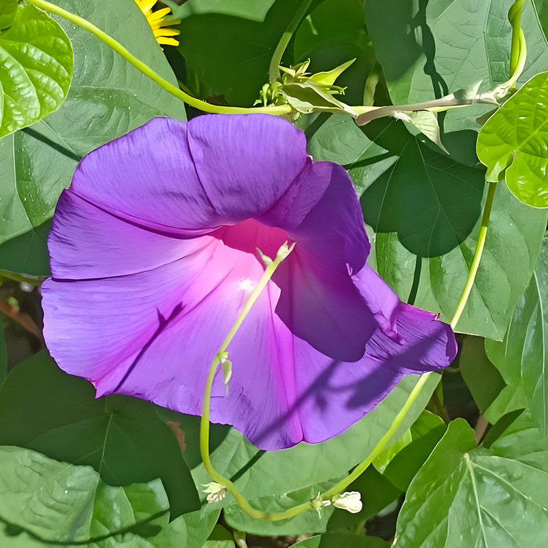 Ipomoea Seeds - Purplish Red Larger Packet High Germination 600-3000 Onsaleseeds