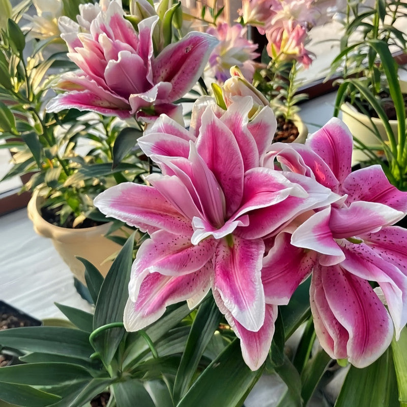 Lily Bulbs - Olympia Double