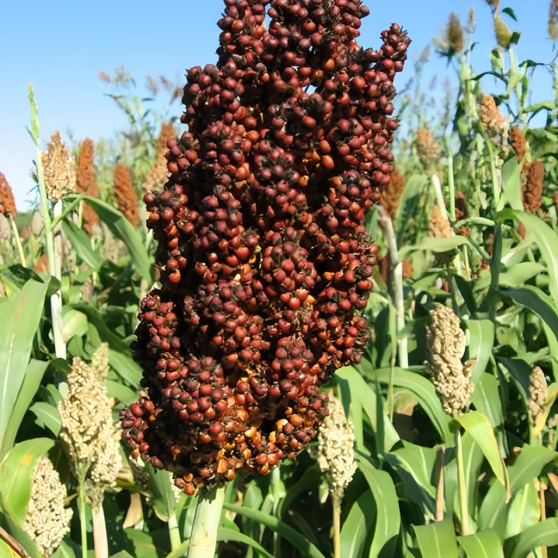Sorghum Brown Seeds up to 50% Large Pack · 4000-20000 Seeds