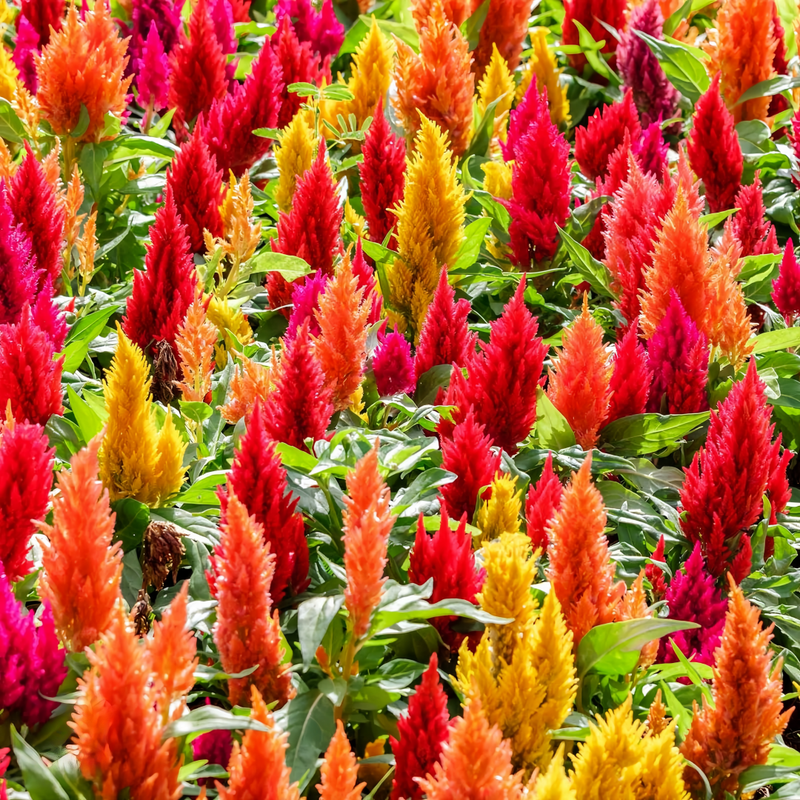 Celosia Cristata Seeds - Mix Three Colours Larger Packet High Germination 1000-5000 Onsaleseeds