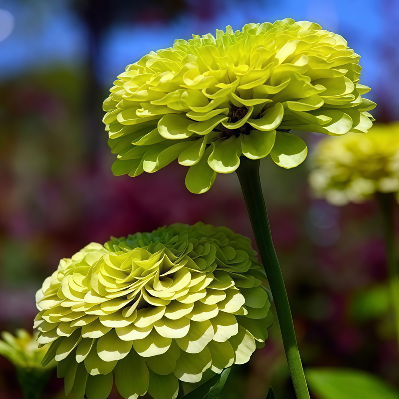 Zinnia Elegans Seeds - Green Larger Packet High Germination 300-1500 Onsaleseeds