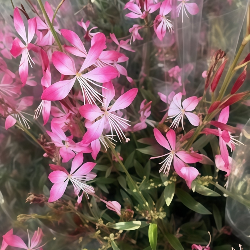 Gaura Pink Seeds up to 50%