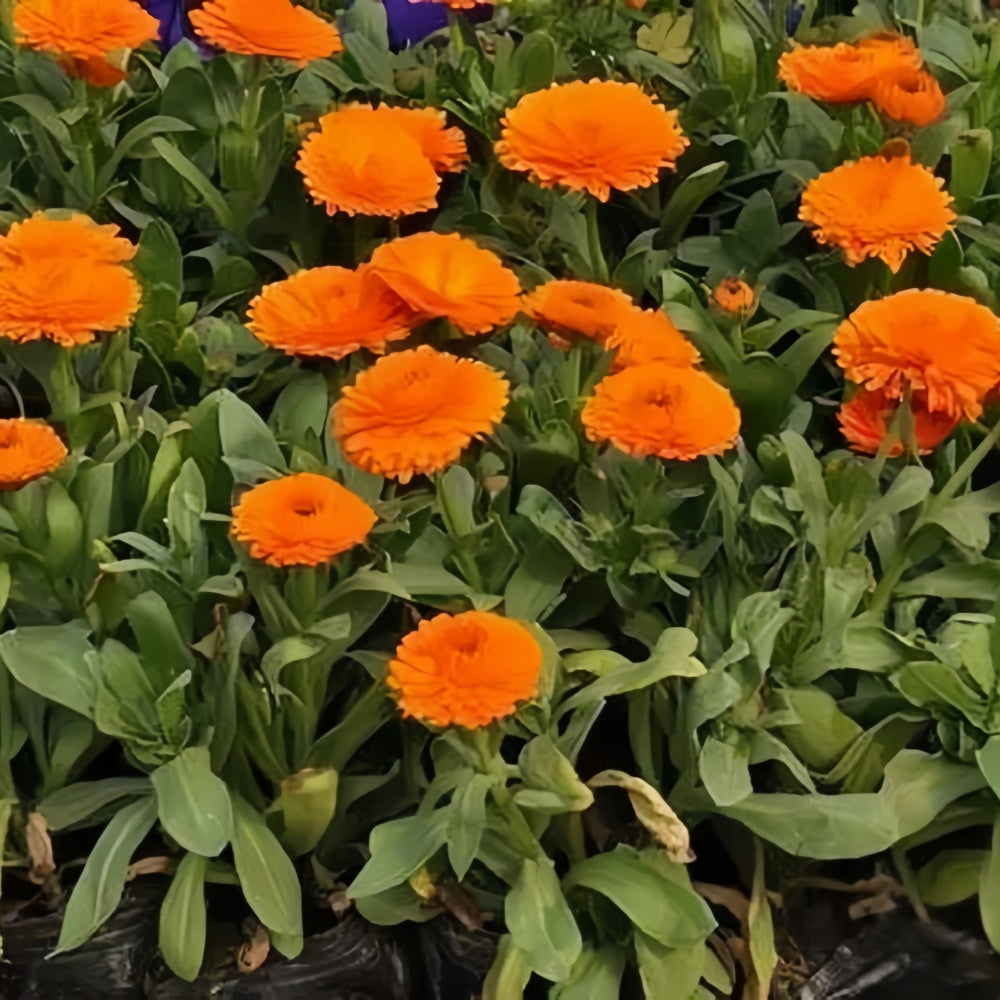 Calendula Officinalis Orange Red Seeds up to 50%