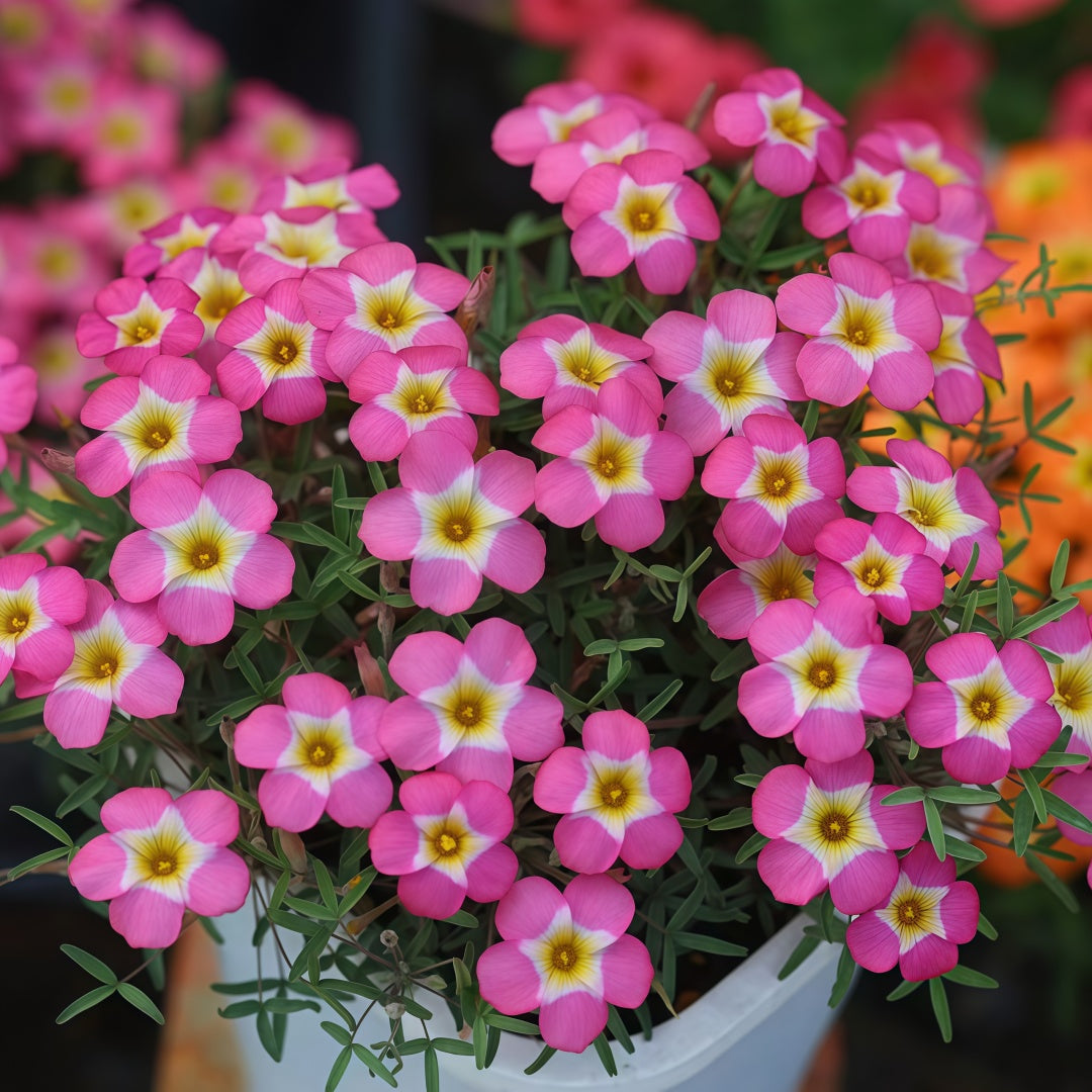 Oxalis Bulbs Collection – Pink, White, Peach Glow, Sunrise, Shy Moon, Medusa, Candy Box – Early Blooming Varieties