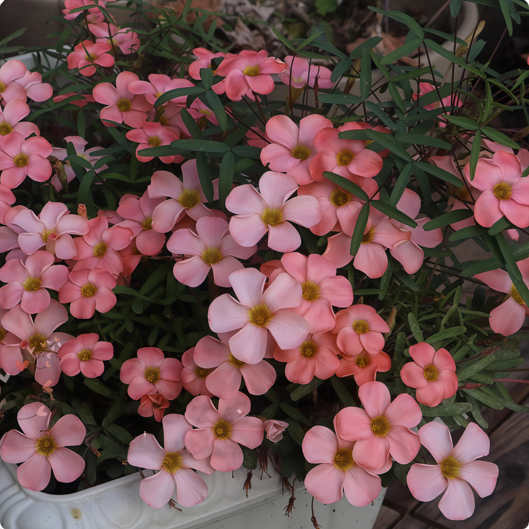 Oxalis Bulbs Collection – Pink, White, Peach Glow, Sunrise, Shy Moon, Medusa, Candy Box – Early Blooming Varieties
