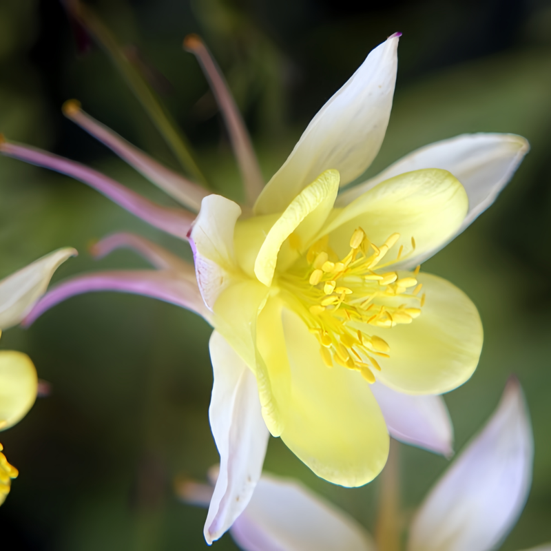 Aquilegia Yellow Seeds up to 50%