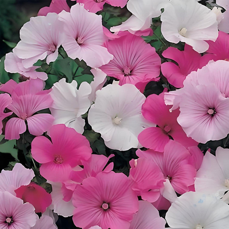 Rose Mallow Seeds - Mix Larger Packet High Germination 700-3500 Onsaleseeds