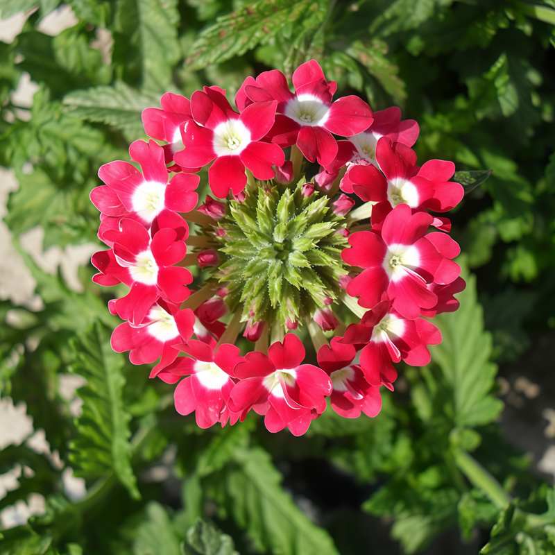 Garden Verbena Seeds - Red Spotted White Patches Larger Packet High Germination 1000-5000 Onsaleseeds