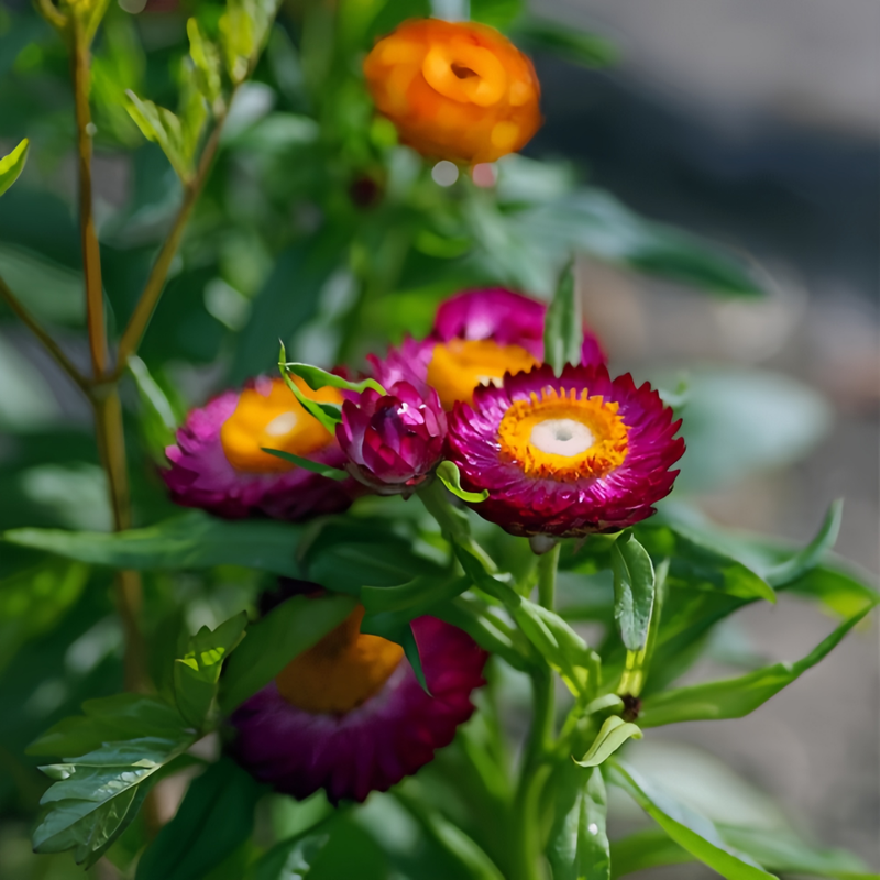 Strawflower Seeds - Purplish Red Larger Packet High Germination 1800-9000 Onsaleseeds