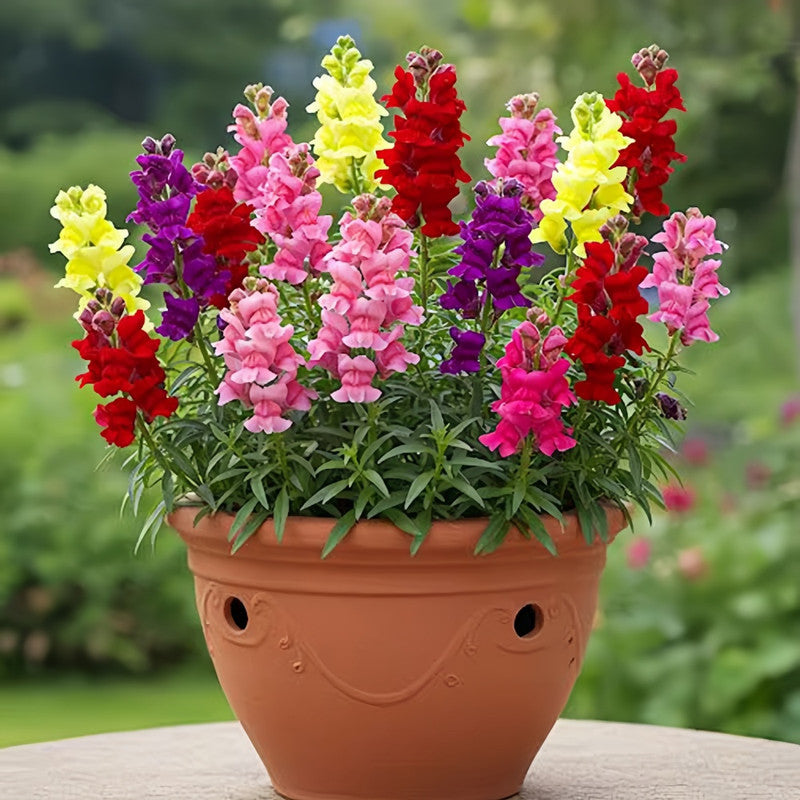 Antirrhinum Majus Mix Seeds up to 50%