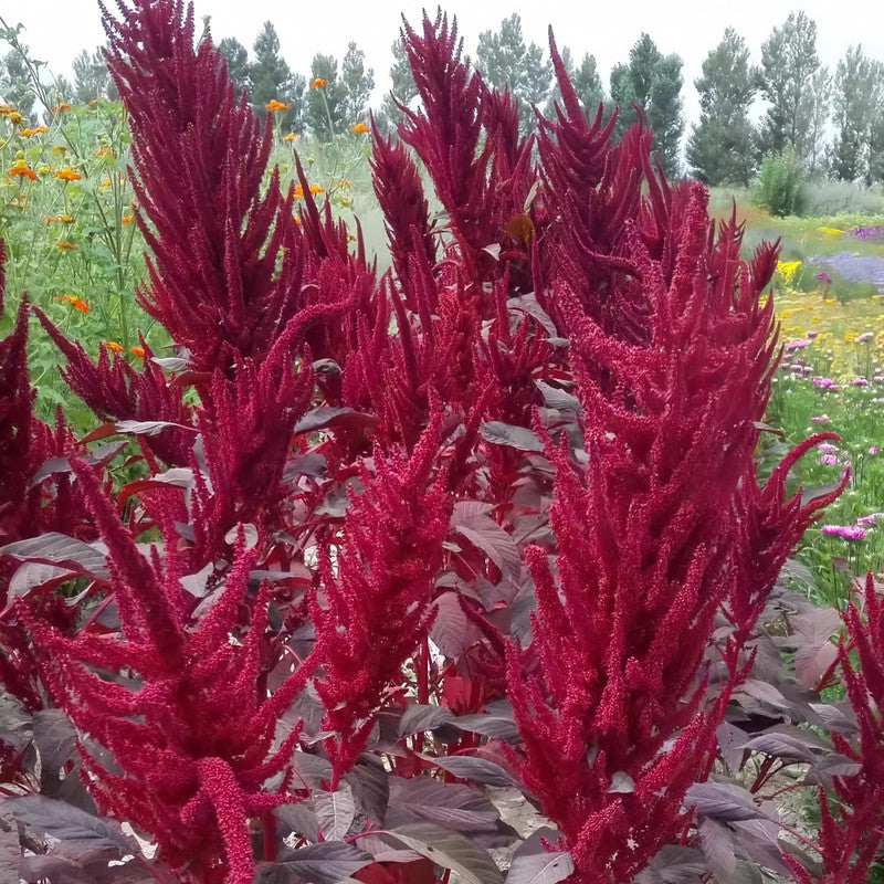 Amaranthus Caudatus Seeds - Red Leaves And Red Flowers Larger Packet High Germination 4000-20000 Onsaleseeds