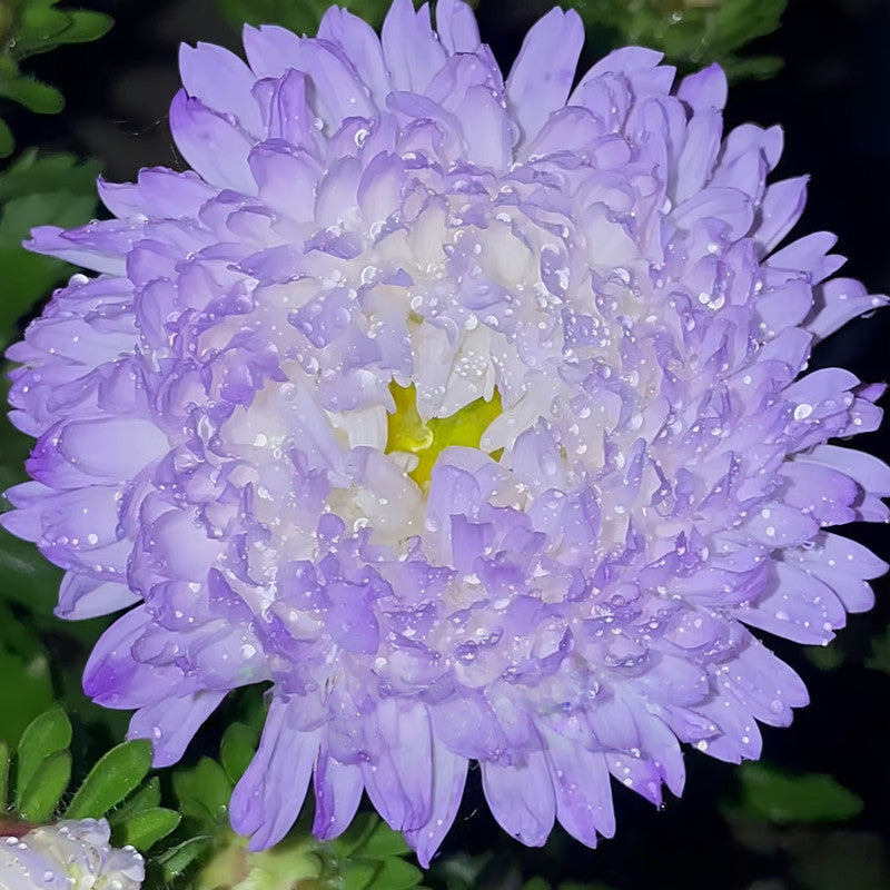 China Aster Seeds - Light Purple Larger Packet High Germination 1500-7500 Onsaleseeds