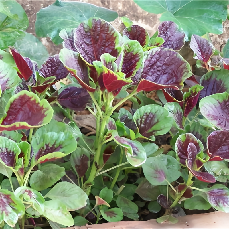 Amaranthus Tricolor L. - Larger Packet High Germination 3000-15000 Onsaleseeds