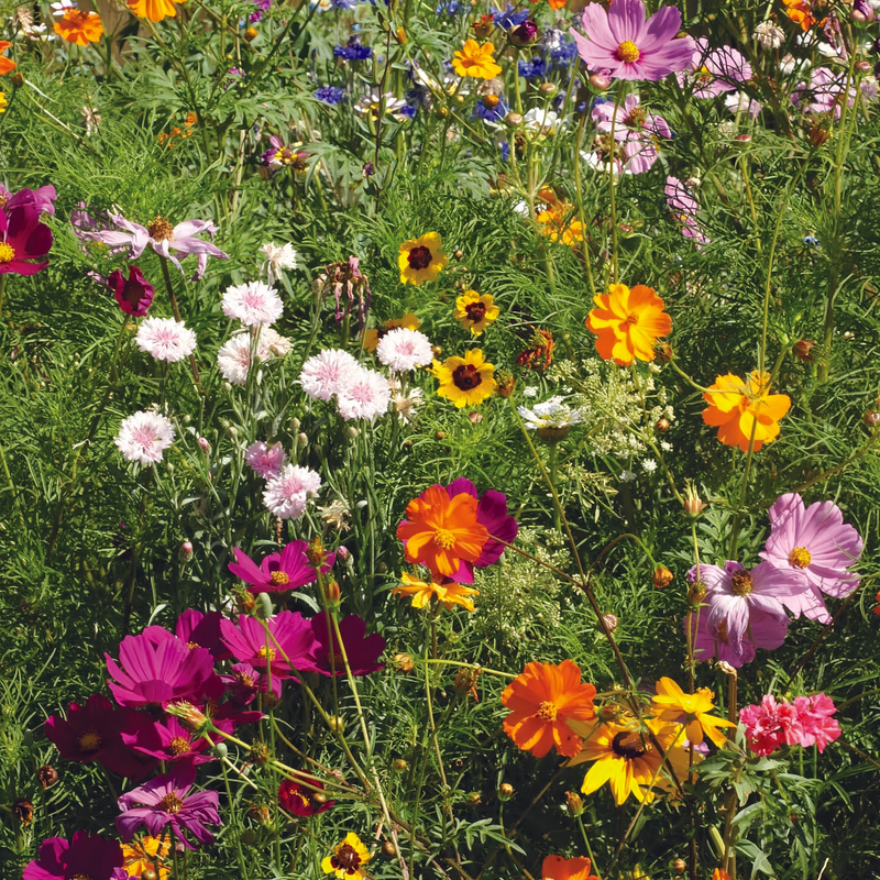 Flowering Plant Combination Heat Resistant Mix Seeds up to 50%