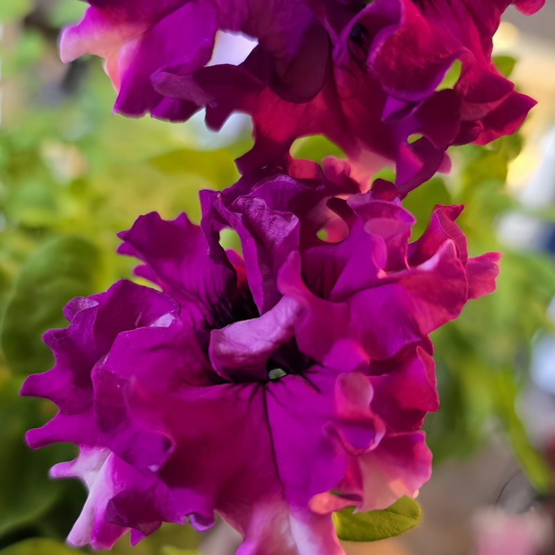 Petunia Hybrida Seeds - Rose Red Hybrid Larger Packet High Germination 500-2500 Onsaleseeds