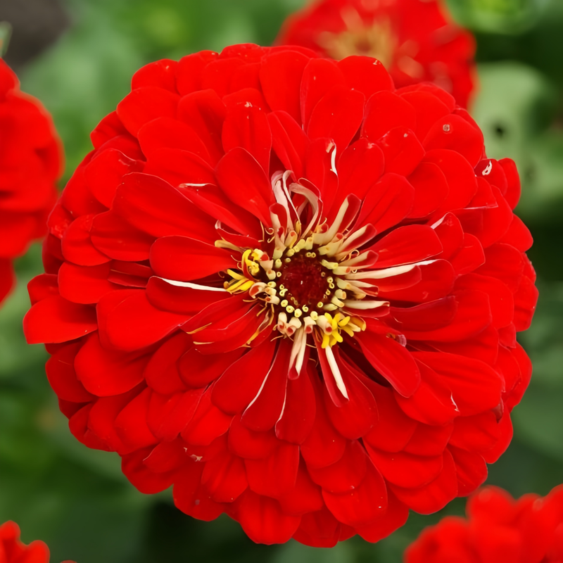Zinnia Elegans Red Double Petaled Seeds up to 50%