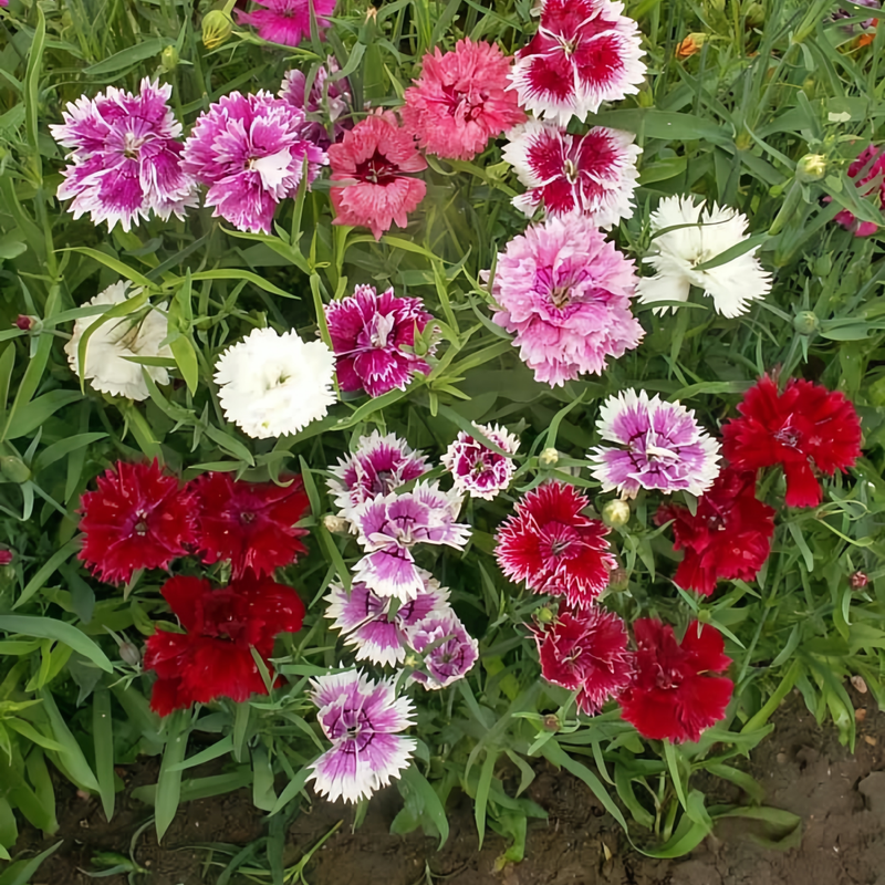 Dianthus Mix Colour Seeds up to 50%