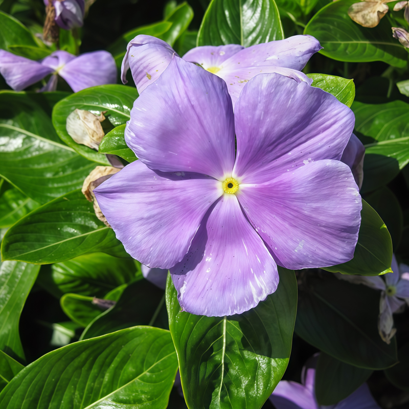 Catharanthus Roseus Blue Seeds up to 50%
