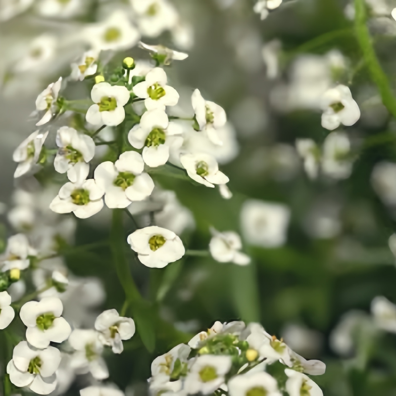 Sweet Alyssum Seeds - White Red Larger Packet High Germination 4000-20000 Onsaleseeds