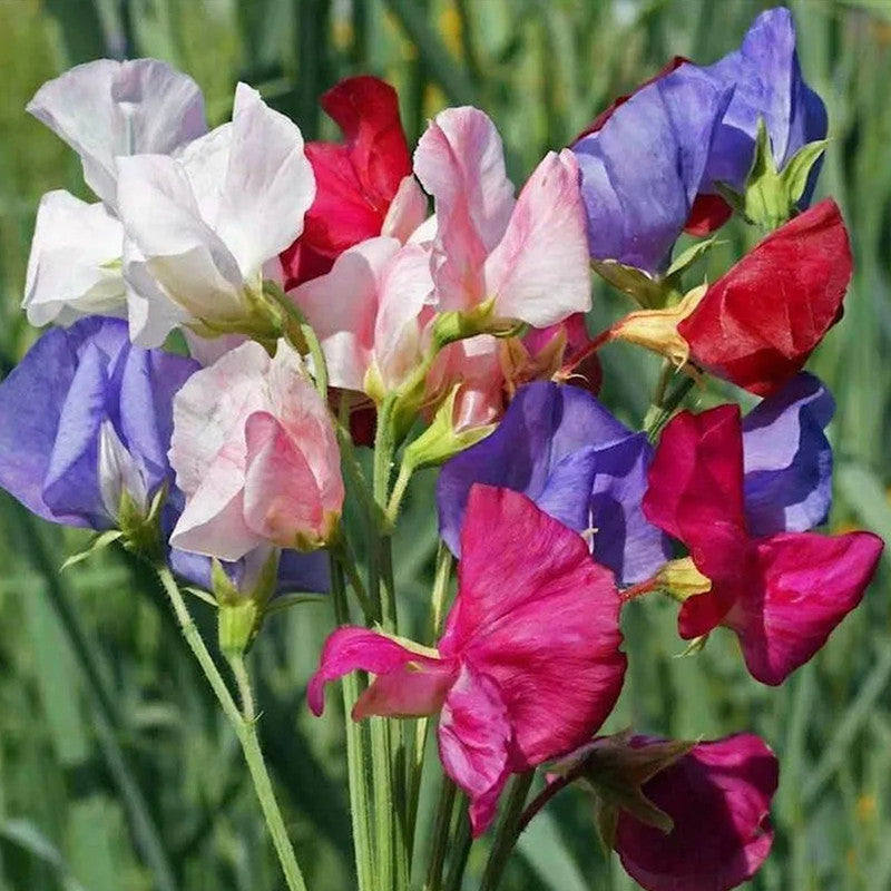Sweet Pea Seeds - Mix Larger Packet High Germination 240-1200 Onsaleseeds