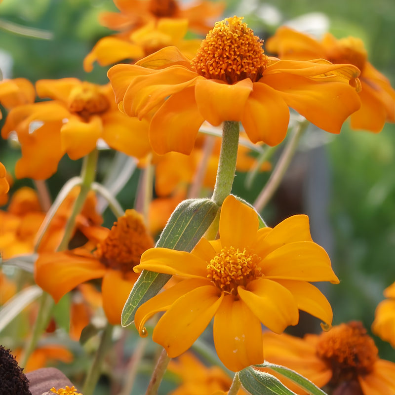Zinnia Elegans Orange Color Seeds up to 50%
